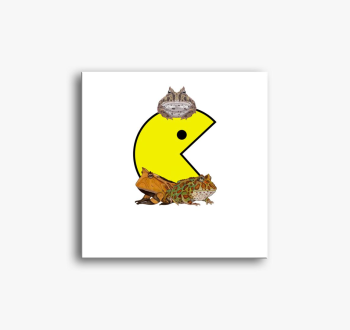 Pacman frog 1 slika 